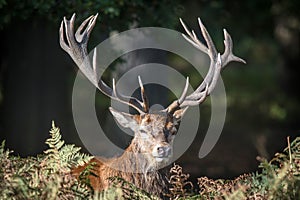 Red Deer Stag in Bracken