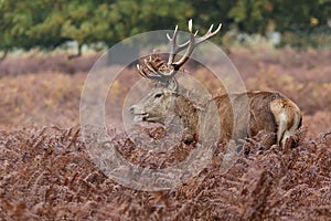 Red Deer stag among bracken