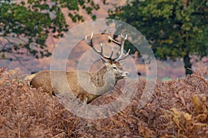 Red Deer stag among bracken