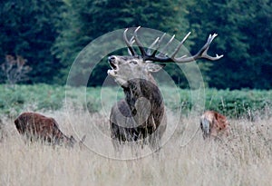 Red deer stag in Bushy Park bellow call