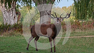 Red deer stag in Bushy Park roaring loudly