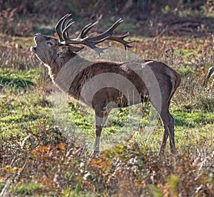 Red Deer Stag Calling -  Cervus elaphus