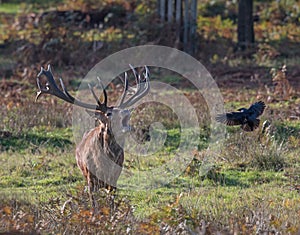 Red Deer Stag Calling -  Cervus elaphus