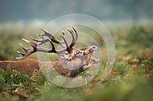 Red deer stag calling during rutting season in autumn