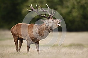 Red deer stag calling during rutting season in autumn