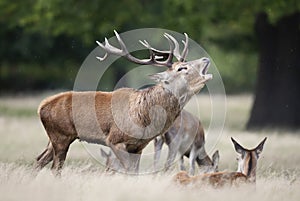 Red deer stag calling during rutting season in autumn