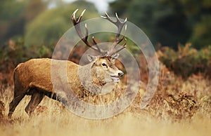 Red deer stag calling during rutting season in autumn