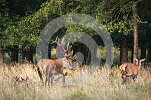 Red deer stag, Cervis elaphus, with his females around him photo