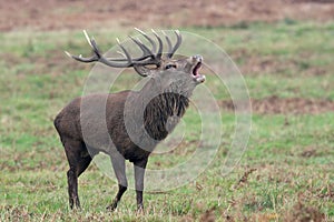 Red Deer Stag Cervus elaphus