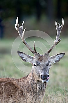 Red Deer Stag -  Cervus elaphus