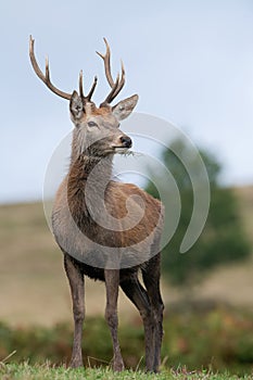 Red Deer Stag, Cervus elaphus