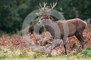 Red Deer Stag, Cervus elaphus