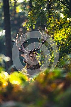 Red deer stag cervus elaphus in autumn foliage of forest.