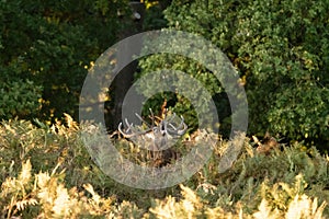 Red Deer stag Cervus elaphus bellowing