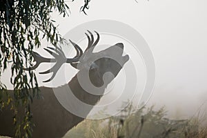 Red Deer stag Cervus elaphus bellowing or roaring