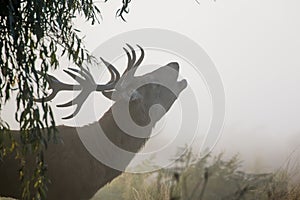 Red Deer stag Cervus elaphus bellowing or roaring photo