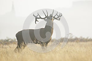Red Deer stag Cervus elaphus bellowing or roaring photo