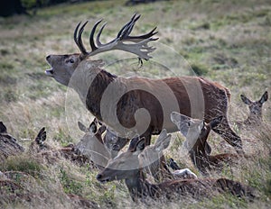 Red Deer Stag -  Cervus elaphus Bellowing during Rut