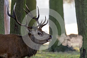 Red Deer Stag Cervus elaphus with breath showing in woodland