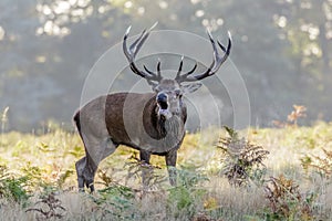 Red Deer Stag (Cervus elaphus) bugling