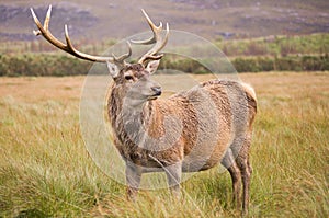 Red Deer Stag (cervus elaphus) in field