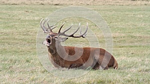 A Red Deer Stag, Cervus elaphus, lying down on the grass bellowing during rutting season.