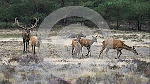 Red deer stag Cervus elaphus male and a group female deer in rutting season