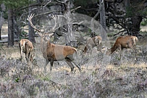 Red deer stag Cervus elaphus male and a group female deer in rutting season