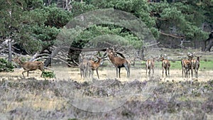 Red deer stag Cervus elaphus male and a group female deer in rutting season