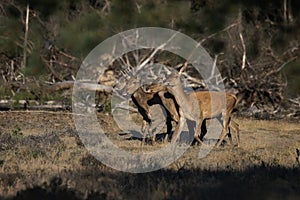 Red deer stag Cervus elaphus male and a group female deer in rutting season