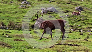Red deer stag, Cervus elaphus, resting, walking, postering during autumn rut, cairngorms NP, scotland.