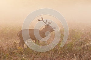 Red Deer stag Cervus elaphus roaring bellowing calling