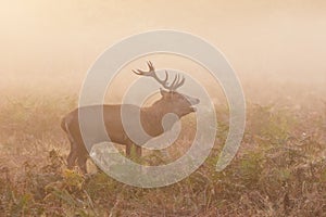 Red Deer stag Cervus elaphus roaring bellowing calling photo