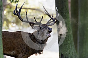 Red Deer stag Cervus elaphus roaring or calling