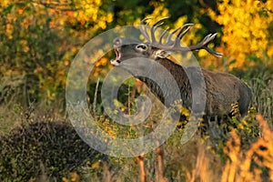 Red deer stag or Cervus elaphus roaring in a forest