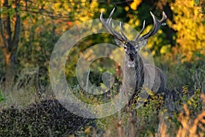 Red deer stag or Cervus elaphus roaring in a forest