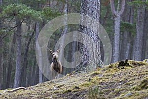 Red Deer stag in the highlands of Scotland
