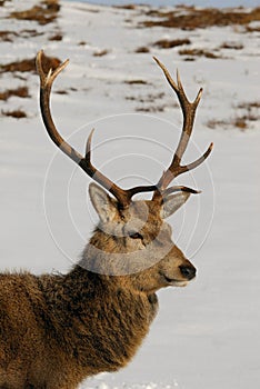 Red Deer Stag Close Portrait Highlands Scotland