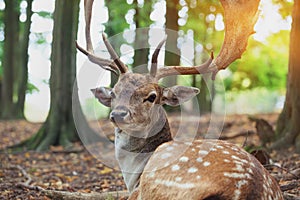 red deer stag, close up, sunny morning forest