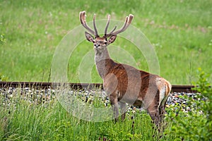 Red deer stag crossing railway in danger of collision