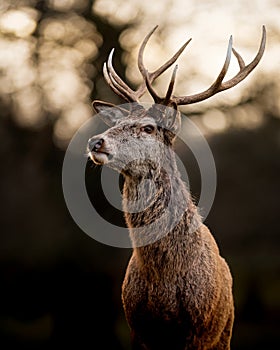 Red Deer Stag on Dark Background