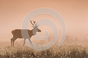 Red Deer Stag at Dawn in the mist