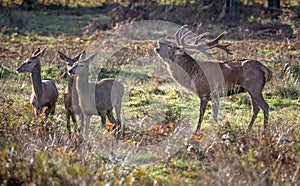 Red Deer Stag with Does -  Cervus elaphus