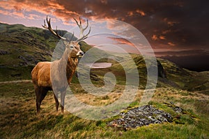 Red deer stag in dramatic mountain landscape photo
