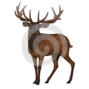 Red Deer Stag in Europe isolated on white