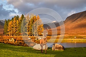 Red deer stag in famous landscape of Glencoe