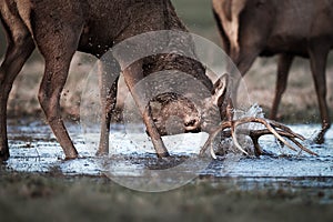 Red Deer Stag Fights Reflection In Water