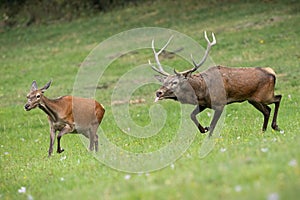 Red deer stag following hind and sniffing scents in rutting season