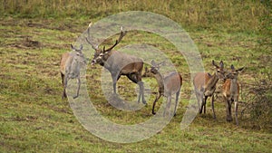 Red deer stag following hinds in heat during rutting season