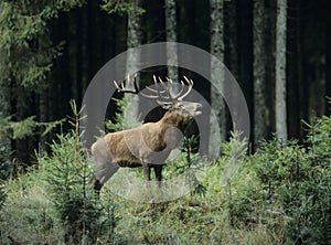 Red deer stag in forest